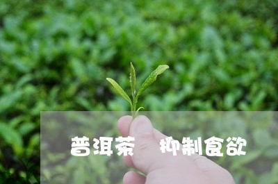 普洱茶 抑制食欲/2023041008371